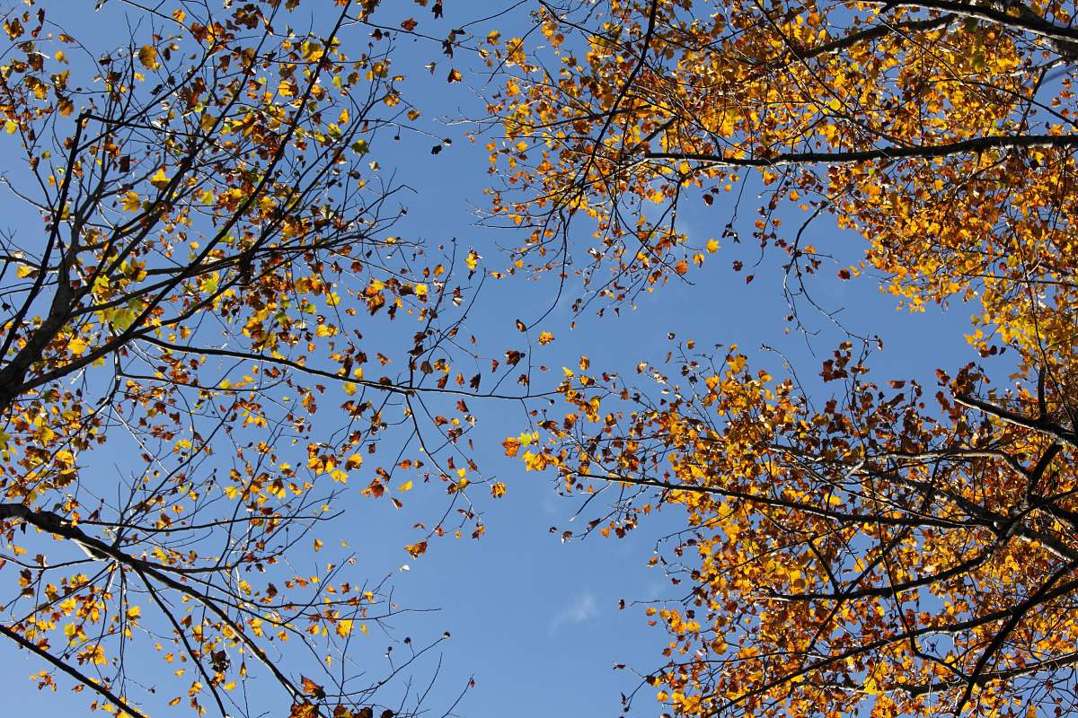 united states low angle photography of green-leafed trees blossom
